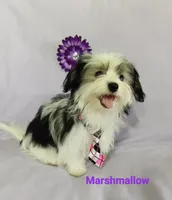 AKC Marshmallow, a female Havanese for sale in Sullivan, IL – Photo 2 of 6