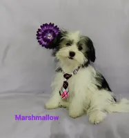AKC Marshmallow, a female Havanese for sale in Sullivan, IL – Photo 6 of 6