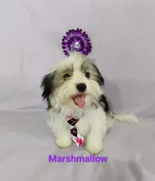 AKC Marshmallow, a female Havanese for sale in Sullivan, IL – Photo 4 of 6