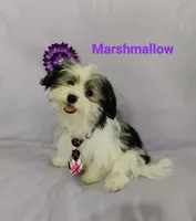 AKC Marshmallow, a female Havanese for sale in Sullivan, IL – Photo 3 of 6
