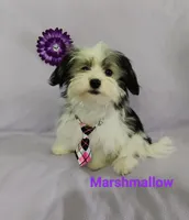 AKC Marshmallow, a female Havanese for sale in Sullivan, IL – Photo 5 of 6