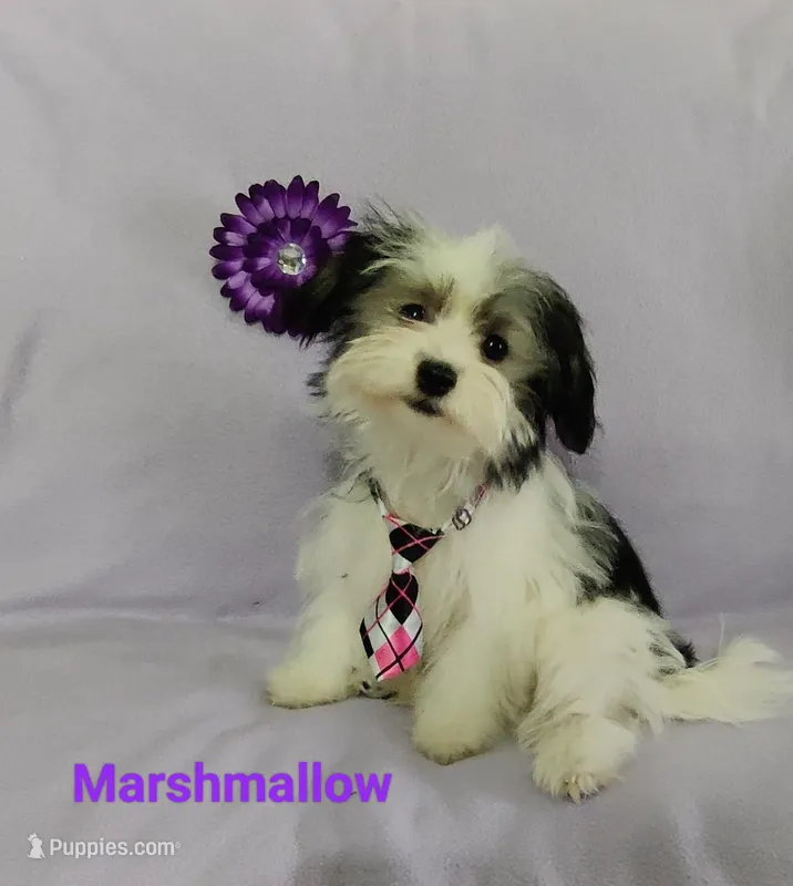 AKC Marshmallow – Havanese puppy for sale in Sullivan, IL