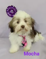 AKC Mocha, a female Havanese for sale in Sullivan, IL – Photo 5 of 7