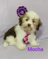 AKC Mocha, a female Havanese for sale in Sullivan, IL – Photo 3 of 7