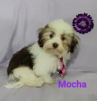 AKC Mocha, a female Havanese for sale in Sullivan, IL – Photo 4 of 7