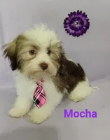 AKC Mocha, a female Havanese for sale in Sullivan, IL – Photo 6 of 7