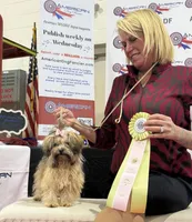 Koshka, a male Russian Tsvetnaya Bolonk for sale in Peabody, KS – 2 of 3