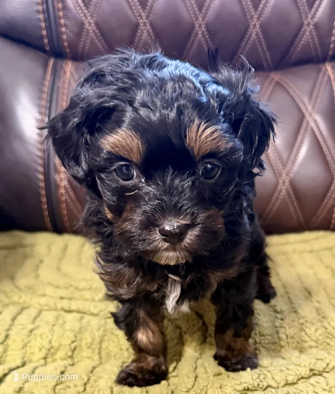 Black with tan points boy Tilly/Oliver – Russian Tsvetnaya Bolonk puppy for sale in Peabody, KS