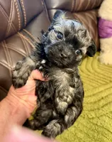 Silver Boy Nori/Oliver, a male Russian Tsvetnaya Bolonk for sale in Peabody, KS – 1 of 1