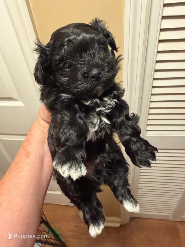 Black Boy Nori/Oliver – Russian Tsvetnaya Bolonk puppy for sale in Peabody, KS