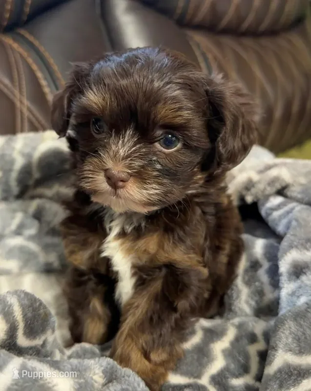 Brown with tan points Girl Tilly/Oliver – Russian Tsvetnaya Bolonk puppy for sale in Peabody, KS