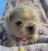 Rio, a male Pekingese for sale in Broken Arrow, OK – 5 of 10