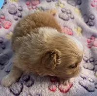 Asher, a male Pekingese for sale in Broken Arrow, OK – 4 of 10