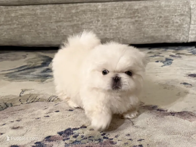Rio – Pekingese puppy for sale in Broken Arrow, OK