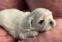 Sisiily, a female Pekingese for sale in Broken Arrow, OK – 3 of 10