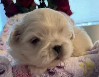Rio, a male Pekingese for sale in Broken Arrow, OK – 3 of 10