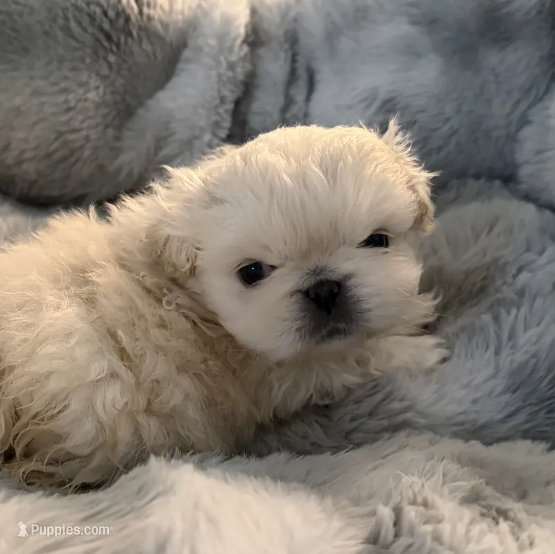 Rio – Pekingese puppy for sale in Broken Arrow, OK