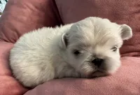 Sisiily, a female Pekingese for sale in Broken Arrow, OK – 5 of 10