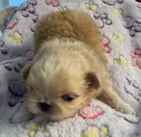 Asher, a male Pekingese for sale in Broken Arrow, OK – 6 of 10