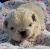 Rio, a male Pekingese for sale in Broken Arrow, OK – 2 of 10
