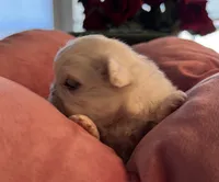Sugar, a female Pekingese for sale in Broken Arrow, OK – 4 of 10
