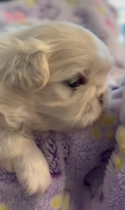 Rio, a male Pekingese for sale in Broken Arrow, OK – 4 of 10