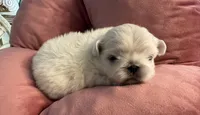 Sisiily, a female Pekingese for sale in Broken Arrow, OK – 4 of 10