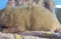 Rio, a male Pekingese for sale in Broken Arrow, OK – 6 of 10