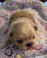 Asher, a male Pekingese for sale in Broken Arrow, OK – 8 of 10