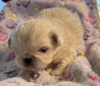 Asher, a male Pekingese for sale in Broken Arrow, OK – 2 of 10