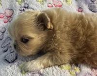Asher, a male Pekingese for sale in Broken Arrow, OK – 3 of 10