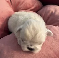 Sugar, a female Pekingese for sale in Broken Arrow, OK – 6 of 10