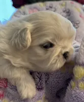 Sugar, a female Pekingese for sale in Broken Arrow, OK – 7 of 10