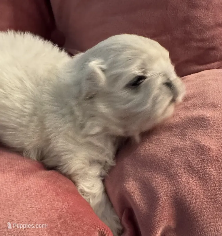 Sisiily – Pekingese puppy for sale in Broken Arrow, OK