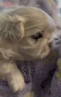 Sisiily, a female Pekingese for sale in Broken Arrow, OK – 6 of 10
