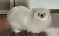 Sisiily, a female Pekingese for sale in Broken Arrow, OK – 10 of 10