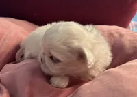 Sugar, a female Pekingese for sale in Broken Arrow, OK – 3 of 10