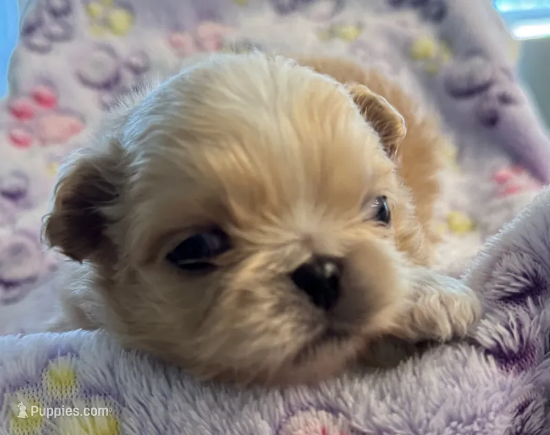 Asher – Pekingese puppy for sale in Broken Arrow, OK