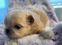 Asher, a male Pekingese for sale in Broken Arrow, OK – 7 of 10
