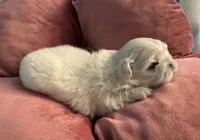 Sisiily, a female Pekingese for sale in Broken Arrow, OK – 8 of 10