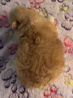 Asher, a male Pekingese for sale in Broken Arrow, OK – 5 of 10