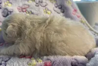 Rio, a male Pekingese for sale in Broken Arrow, OK – 9 of 10
