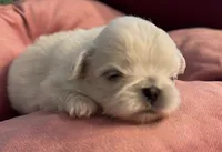 Sugar, a female Pekingese for sale in Broken Arrow, OK – 2 of 10