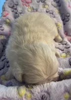 Sugar, a female Pekingese for sale in Broken Arrow, OK – 8 of 10