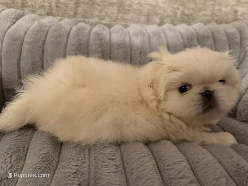 Rio – Pekingese puppy for sale in Broken Arrow, OK