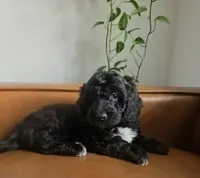 Valentina, a female Sheepadoodle for sale in Naples, FL – 3 of 5