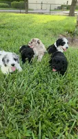 Valentina, a female Sheepadoodle for sale in Naples, FL – 5 of 5