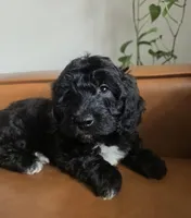 Valentina, a female Sheepadoodle for sale in Naples, FL – 4 of 5