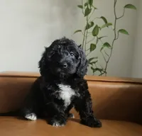 Valentina, a female Sheepadoodle for sale in Naples, FL – 2 of 5
