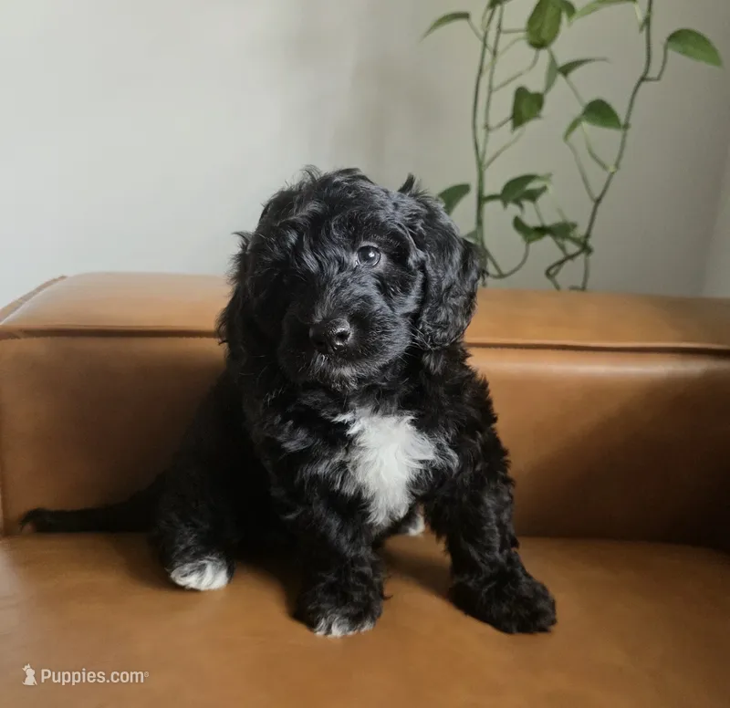 Valentina – Sheepadoodle puppy for sale in Naples, FL